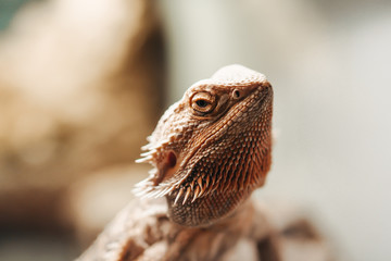 Bearded agama on background. Australia reptile with spikes.