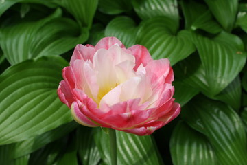 close up view of beautiful flowers