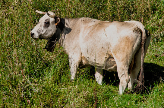 Vache blanche de Gascogne &agrave; Ascou, France