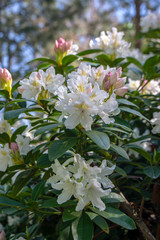 Rhododendron Madame Masson white flowers with yellow dots in bloom, flowering evergreen shrub, green leaves