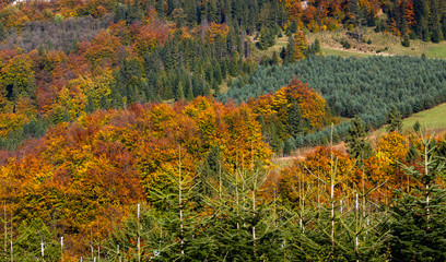 Pieniny in Autumn near Watrisko Mountain