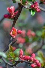 Ornamental flowering shrub Chaenomeles japonica cultivar superba with beautiful light pink petals and yellow center