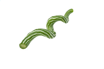 Zucchini Snake isolated on white background.