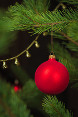 Christmas holiday, New Year. Red ball hanging on a green branch of spruce.