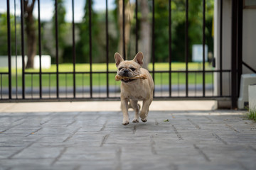 Cute french bulldog playing with rawhide bone.