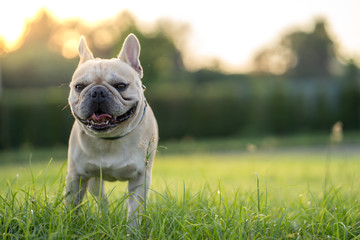 French bulldog standing on grass in park.