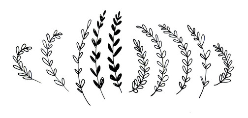 Black and white branches isolated on the white background. Hand drawn simple illustration. Herbal floral illustration.