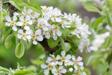 Blossoming apple tree branch on dark background