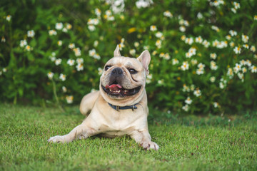 Cute french bulldog lying on grass in park.