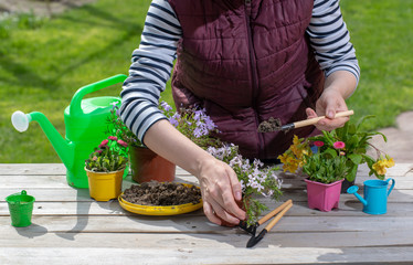 Gardener holding a pot with plant in garden and planting flowers in pot with dirt or soil
