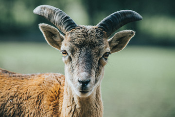 Closeup of a beautiful horned goat