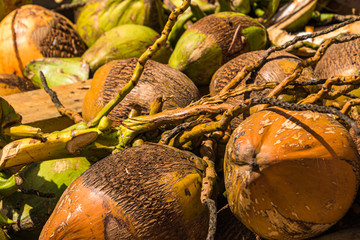 Karibische Kokosnüsse Großaufnahme 1