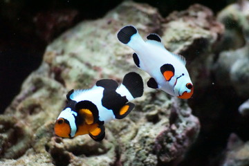 Fototapeta na wymiar Mated Clownfish