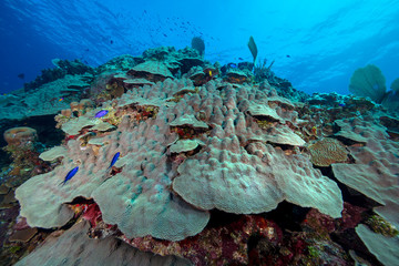Reef
