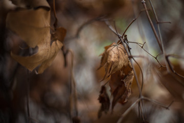 Hojas de otoño