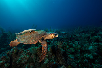 Sea Turtle