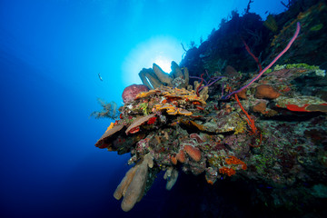Reef