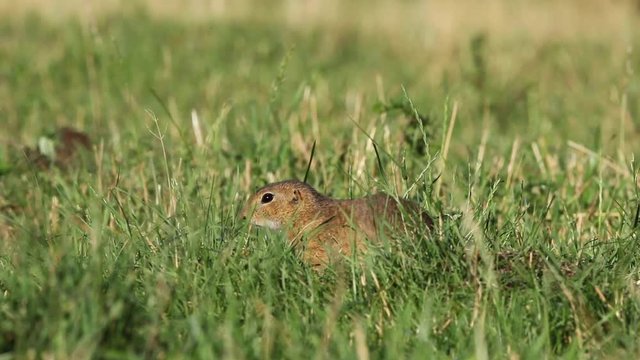 European ground squirrel, spermophilus citellus, european souslik, Slovakia