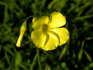 yellow flower on a background of green grass