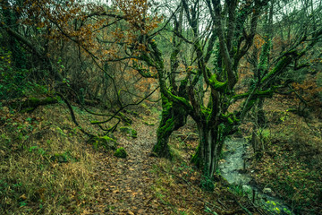 Fototapeta premium Beautiful deep forrest in Kaz Mountains Turkey