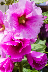 Blüten einer pinkfarbenen Stockrose (Alcea) / Großaufnahme