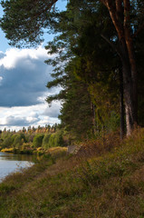 Fototapeta na wymiar pine trees near the river Bank. autumn. sunny day