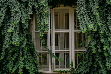 Old vintage window covered with green ivy