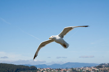 Seagulls, sea birds and pose on a natural background. - Image.