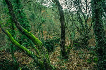 Beautiful deep forrest in Kaz Mountains Turkey