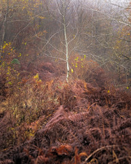 silver birch surrounded with fern