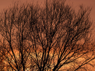 Silhouette of a tree at sunset. Beautiful sunset.