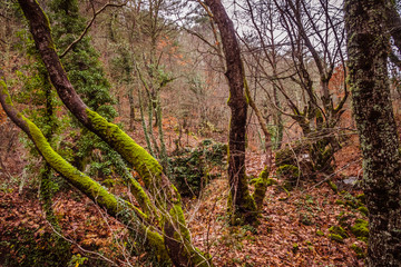 Beautiful deep forrest in Kaz Mountains Turkey 