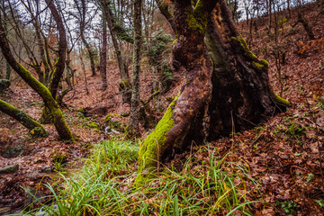 Beautiful deep forrest in Kaz Mountains Turkey 
