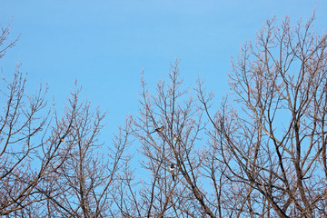 겨울나무가지에 까치
