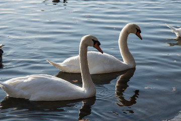 Obraz premium Swans eating on the bank of a river. Beautiful swans swimming in family - Image.