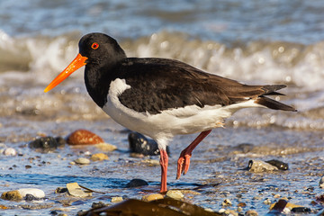 Austernfischer auf Helgoland
