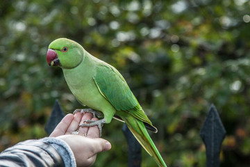 Green parrot posing for the camera. Image