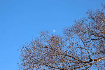나무가지에 반달