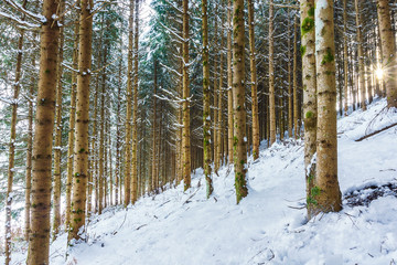 pine forest in winter