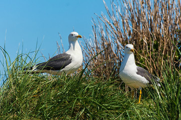 Heringsmöwe auf Helgoland 