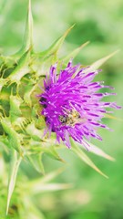 Lilac thistle flower close up. Purple flower on bright green background. Blooming meadows, wild grass and flowers concept. Natural floral botanical backdrop. Selective focus image, copy space.