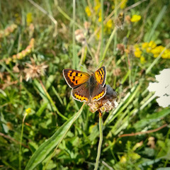 Small copper, Lycaena phlaeas