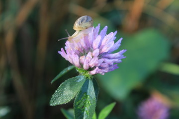Fototapeta premium Little snail creeps on a beautiful pink flower on a green stem