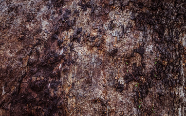 Old tree texture close up photo