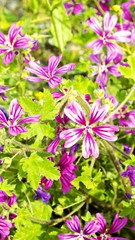 Obraz premium Beautiful blue, purple and pink flowers on green background close-up. Blooming meadows, wild grass and flowers concept. Natural floral botanical backdrop. Selective focus. Copy space.