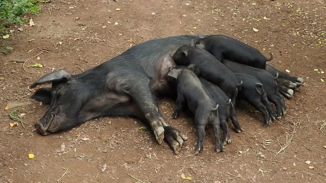 Pig feeding piglets, Santo Domingo, Sierra Maestra, Granma Province, Cuba
