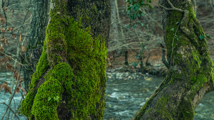 Beautiful deep forrest in Kaz Mountains Turkey