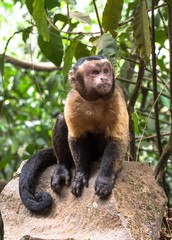 Obraz premium Guyane