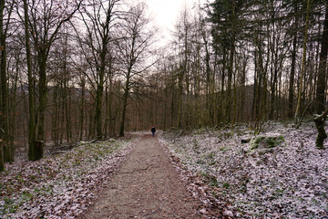 Fototapeta premium Wanderweg zum Ithturm im Ith in Niedersachsen - Hiking trail to the Ith tower in the Ith in Lower Saxony