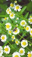 Pharmaceutical chamomile or Chamomile medicinal or Chamomile trimmed (Matricaria chamomilla). wildflowers with white petals, yellow stamens and pistils.Blooming meadows, wild grass. Selective focus